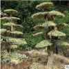 彩葉苗木 冠幅2米 高度2.5米造型花葉女貞 造型女貞苗圃現貨批發