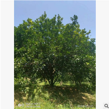 湖南從生香泡 精品香泡 獨桿香泡
