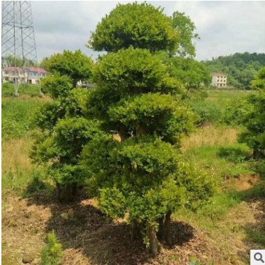 雀舌黃楊批發(fā)瓜子黃楊小葉赤楠盆栽花卉微景榆樹觀造型盆景下山樁