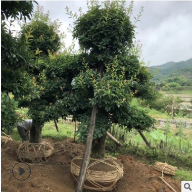 湖南苗圃大量批發(fā)供應造型三年樹高3米多桿異形的欏木石楠