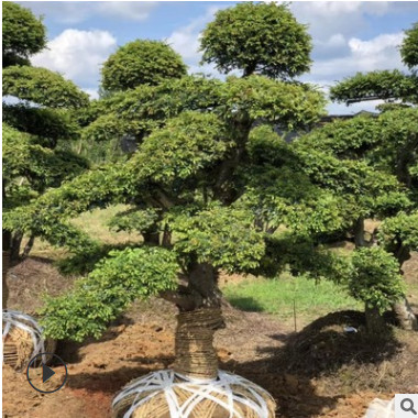 榆樹 造型榆樹樁20公分25公分 30公分造型榆樹樹 包質量 包手續(xù)