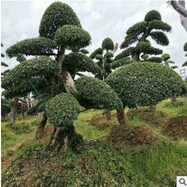 造型榆樹樁景批發(fā) 榆樹 春榆樹 家榆 白榆 湖南園林綠化