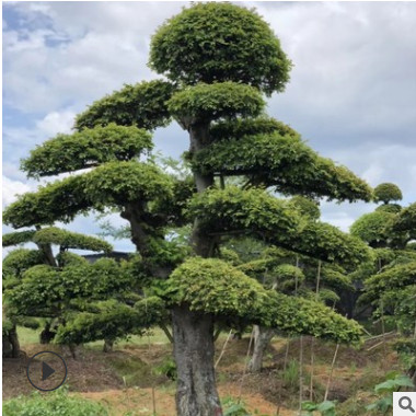 求購造型榆樹 湖南優(yōu)質精品20公分30公分造型榆樹樁 綠化苗木