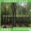 柳樹批發 柳樹價格 柳樹基地直銷 大量現貨供應
