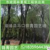 柳樹容器苗 園林工程綠化柳樹移植苗 大量批發 多規格供應