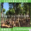 藍花楹批發價格 藍花楹種植基地批發 園林景觀工程供應商