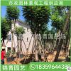 藍花楹移植苗 藍花楹各種規格供應 大量現貨批發