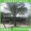 樸樹基地直供 量大從優 福建基地直銷 各種規格供應