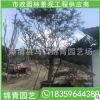樸樹移植苗 樸樹容器苗 價格12000 廠家直銷