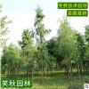 直銷龍爪槐 園林工程綠化占地苗木小區(qū)美化行道樹 龍抓槐樹苗