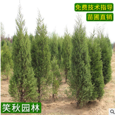 工程綠化刺柏小苗批發(fā) 道路專用護坡苗木四季常青品種齊全刺柏苗