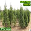 工程綠化刺柏小苗批發(fā) 道路專用護(hù)坡苗木四季常青品種齊全刺柏苗