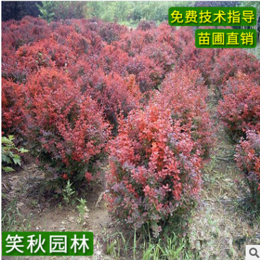 苗圃直供紅葉小檗球 園林彩色植物護坡綠化工程灌木球 冠幅飽滿