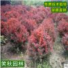 苗圃直供紅葉小檗球 園林彩色植物護(hù)坡綠化工程灌木球 冠幅飽滿