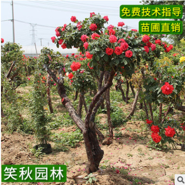 樹樁月季苗批發(fā) 庭院觀賞花卉盆栽濃香花卉四季開花嫁接樹狀月季
