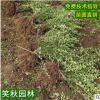 基地發(fā)貨迎春花苗 園林工程綠化花木庭院觀賞盆栽花卉盆栽迎春苗