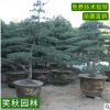 五針?biāo)蓸涿缗l(fā) 園林工程綠化苗木觀賞花卉盆景庭院造型松樹盆栽