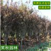 批發(fā)紫葉李樹苗 園林植物行道點綴綠化苗木凈化空氣 紅葉葉李小苗