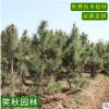 基地直銷油松 園林景觀綠化苗木四季常青道路風(fēng)景樹防護(hù)油松樹苗