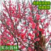 批發(fā)紅梅苗 園林工程綠化觀賞花卉植物 庭院盆栽嫁接紅梅樹苗