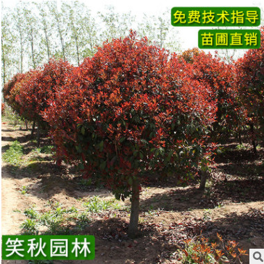 批發(fā)獨桿紅葉石楠球 護坡工程綠化苗木道路點綴灌木高桿紅葉石楠