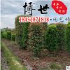 基地大量供應紅葉石楠柱 四季常青籬笆綠化苗木 紅葉石楠柱批發