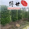 苗圃批發灌木金森女貞柱 綠化美觀金森女貞柱 庭院綠化金森女貞柱