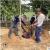 櫻花樹苗 低價批發櫻花樹 早櫻晚櫻 規格齊全 成活率高