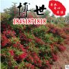 供應綠化工程 紅王子錦帶苗 錦帶苗 錦帶花 規格齊全 量大從優