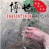 低價批發爬山虎 爬山虎苗 五葉地錦 遮陽降溫 藤本植物 庭院別墅