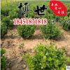 低價批發衛矛球 衛矛苗 庭院綠籬植物 規格齊全 優質衛矛床苗