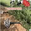 批發櫻花樹苗當年開花大櫻花樹苗盆栽嫁接櫻花苗日本櫻花盆景綠化