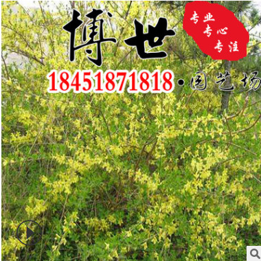 批發苗圃 云南黃馨苗 迎春花苗 色塊苗 易成活 規格齊全 量大價優