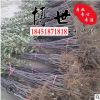 基地現挖 垂絲海棠 西府海棠 量大從優 海棠苗 規格齊全 耐寒耐凍