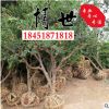 批發石榴樹 石榴苗 拒絕中間商 果樹品種 規格齊全 量大從優