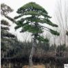 綠化苗木基地供應多種規格黑松 提供種植經驗 現場看貨造型黑松