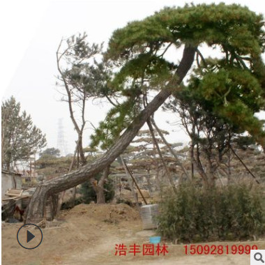 山東景松本地貨源景松樹 招手松 造型多樣 景松價格 造型松
