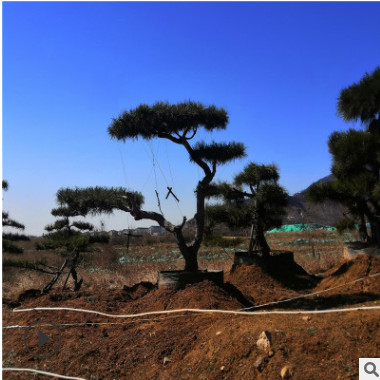 山東基地供應四季常青黑松樹苗 現貨供應黑松小苗風景松