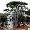 現挖現發 基地廠家批發迎客松景松基地供應造型油松赤松