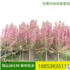 廠家出售各種規(guī)格垂絲海棠 風(fēng)景綠化 樹形優(yōu)美 垂絲海棠價格