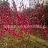 基地供應(yīng)園林綠化紅葉碧桃 風(fēng)景樹種類紅葉碧桃 多種規(guī)格碧桃
