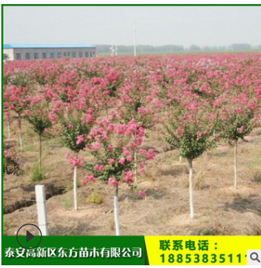 廠家直銷紫薇樹苗 行道緑化 樹形優(yōu)美 現(xiàn)賣現(xiàn)挖 紅火箭紫薇價格
