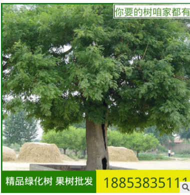 直銷國槐樹苗 工程綠化槐樹槐苗 基地批發(fā)供應大小規(guī)格國槐苗