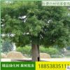 直銷國槐樹苗 工程綠化槐樹槐苗 基地批發(fā)供應大小規(guī)格國槐苗