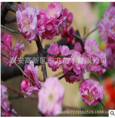紅色重瓣紅葉碧桃 園林工程綠化碧桃樹苗 大小規(guī)格碧桃苗
