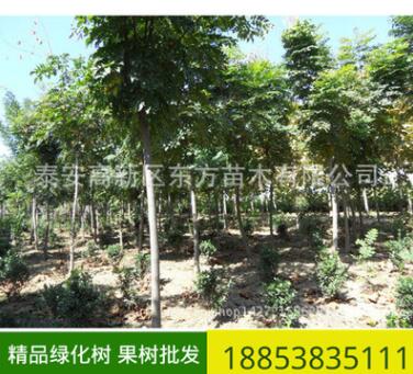 批發(fā)出售道路綠化欒樹 各種規(guī)格 長期供應 道路綠化欒樹價格