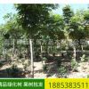 批發(fā)出售道路綠化欒樹 各種規(guī)格 長期供應 道路綠化欒樹價格