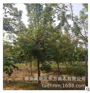 山東綠化樹基地金葉復葉槭 金葉糖槭樹 色木槭樹 山東彩葉木花樹