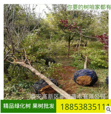 基地現(xiàn)貨銷售五角楓樹苗 現(xiàn)賣現(xiàn)挖 好管理 五角楓樹苗多少錢一棵