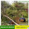 基地現(xiàn)貨銷售五角楓樹苗 現(xiàn)賣現(xiàn)挖 好管理 五角楓樹苗多少錢一棵